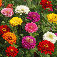 Load image into Gallery viewer, Giants of California Zinnia Flower Seeds