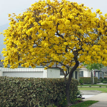 Load image into Gallery viewer, Golden Trumpet Tabebuia Tree Seeds