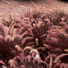 Load image into Gallery viewer, Red Fountain Ornamental Grass Seeds
