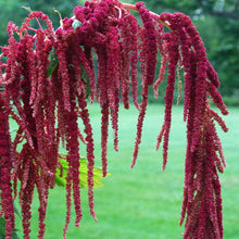 Load image into Gallery viewer, Amaranth "Love Lies Bleeding" Plant Seeds
