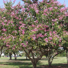 Load image into Gallery viewer, Pink Orchid Tree Seeds