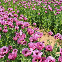 Load image into Gallery viewer, Hungarian Blue Poppy Flower Seeds