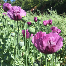 Load image into Gallery viewer, Hungarian Blue Poppy Flower Seeds