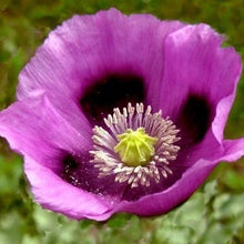 Load image into Gallery viewer, Hungarian Blue Poppy Flower Seeds