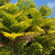 Load image into Gallery viewer, Fishtail Palm Tree Seeds