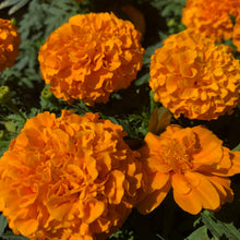 Load image into Gallery viewer, Crackerjack French Marigold Flower Seeds