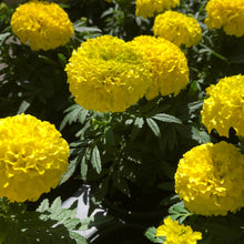 Load image into Gallery viewer, Petite Yellow French Marigold Flower Seeds