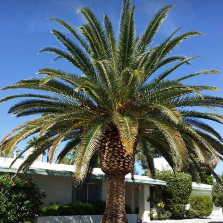 Palm Tree main image 0