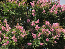 Load image into Gallery viewer, Crepe Myrtle Tree Seeds (Pink)