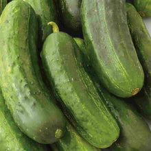 Load image into Gallery viewer, Organic Pickling Cucumber Plant Seeds