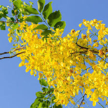 Load image into Gallery viewer, Golden Cassia Tree Seeds