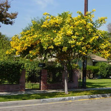 Load image into Gallery viewer, Golden Cassia Tree Seeds