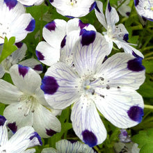 Load image into Gallery viewer, Five Spot Flower Seeds