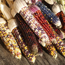 Load image into Gallery viewer, Organic Zea Mays Ornamental Corn Plant Seeds