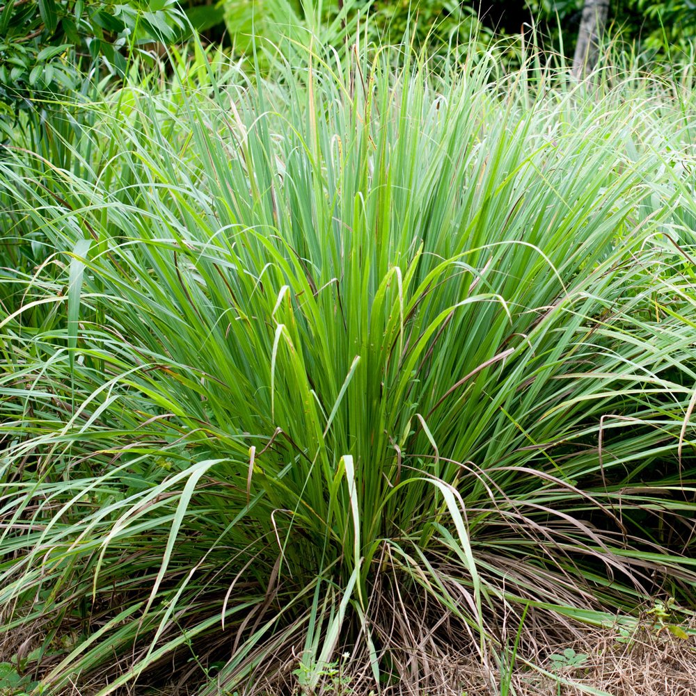 Lemongrass Seeds – SEEDTOPIA