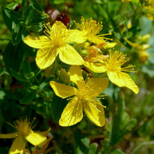 Load image into Gallery viewer, Organic St. John's Wort Plant Seeds