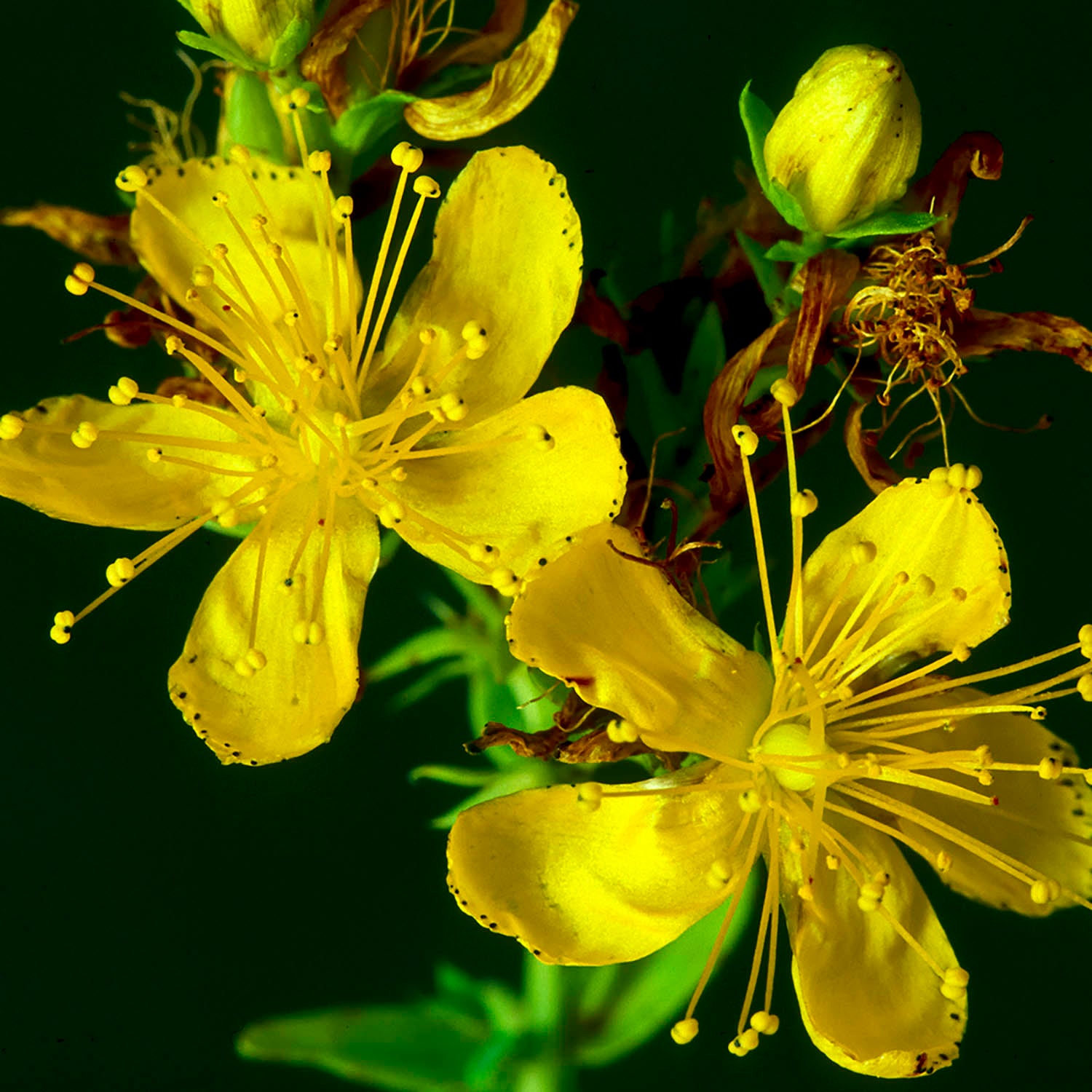 st john's wort plant seeds Organic St. John's Wort Plant Seeds – SEEDTOPIA