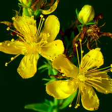 Load image into Gallery viewer, Organic St. John's Wort Plant Seeds