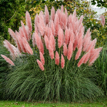 Load image into Gallery viewer, Pampas Ornamental Grass Seeds (Pink)
