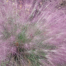 Load image into Gallery viewer, Purple Love Ornamental Grass Seeds