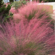 Load image into Gallery viewer, Purple Love Ornamental Grass Seeds