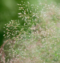 Load image into Gallery viewer, Ornamental Cloud Grass Seeds