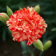 Load image into Gallery viewer, Carnation "Chabaud Avranchin" Flower Seeds