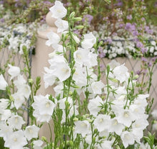 Load image into Gallery viewer, Bellflower Plant Seeds