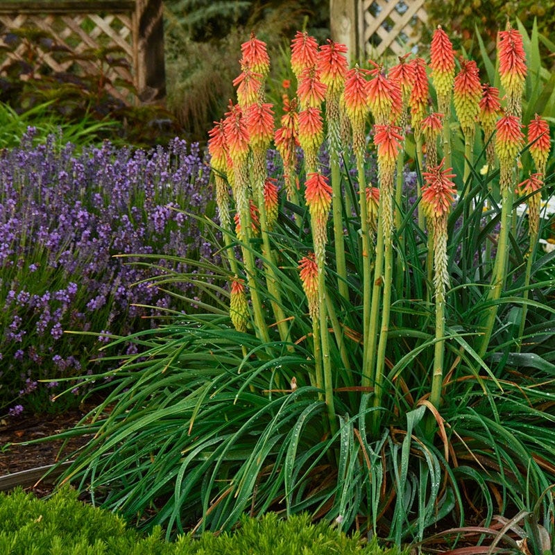poker plant seeds Red Hot Poker Ornamental Grass Seeds