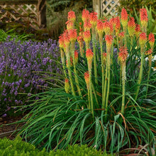Load image into Gallery viewer, Red Hot Poker Ornamental Grass Seeds