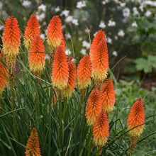 Load image into Gallery viewer, Red Hot Poker Ornamental Grass Seeds