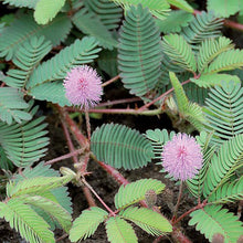 Load image into Gallery viewer, Mimosa Pudica Sensitive Plant Seeds