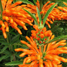 Load image into Gallery viewer, Lion's Ear Dagga Plant Seeds