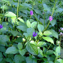 Load image into Gallery viewer, Blue Porterweed Plant Seeds