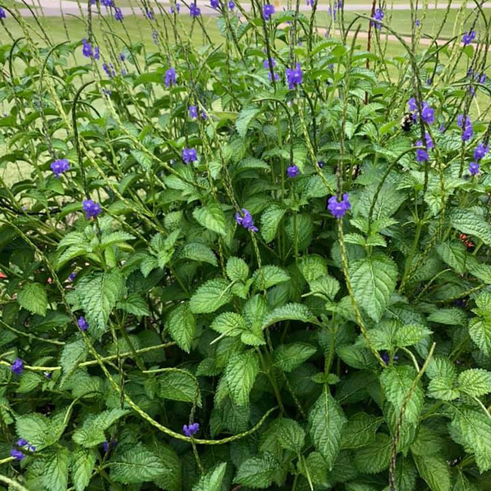 Bluebell Seeds - California Bluebells