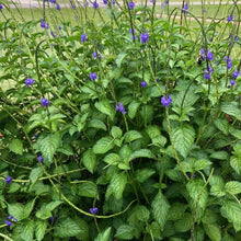 Load image into Gallery viewer, Blue Porterweed Plant Seeds