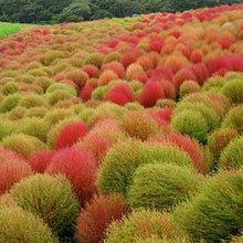 Load image into Gallery viewer, Kochia Burning Ornamental Grass Seeds