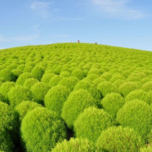 Load image into Gallery viewer, Kochia Burning Ornamental Grass Seeds