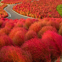 Load image into Gallery viewer, Kochia Burning Ornamental Grass Seeds