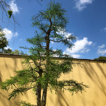 Load image into Gallery viewer, Bald Cypress Tree Seeds