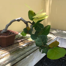 Load image into Gallery viewer, Sea Grape Tree Seeds
