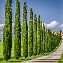 Load image into Gallery viewer, Italian Cypress Tree Seeds