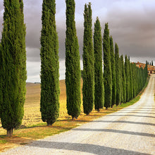 Load image into Gallery viewer, Italian Cypress Tree Seeds