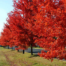 Load image into Gallery viewer, Red Maple Tree Seeds (Northern)
