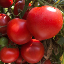 Load image into Gallery viewer, Organic Beefsteak Tomato Plant Seeds