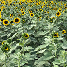 Load image into Gallery viewer, Mammoth Sunflower Plant Seeds