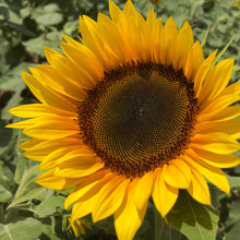 Load image into Gallery viewer, Mammoth Sunflower Plant Seeds