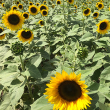Load image into Gallery viewer, Mammoth Sunflower Plant Seeds