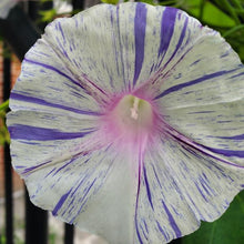 Load image into Gallery viewer, Carnival of Venice Morning Glory Plant Seeds