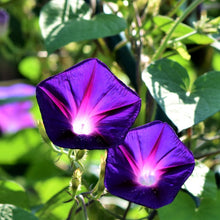 Load image into Gallery viewer, Purple "Grandpa Ott" Morning Glory Plant Seeds